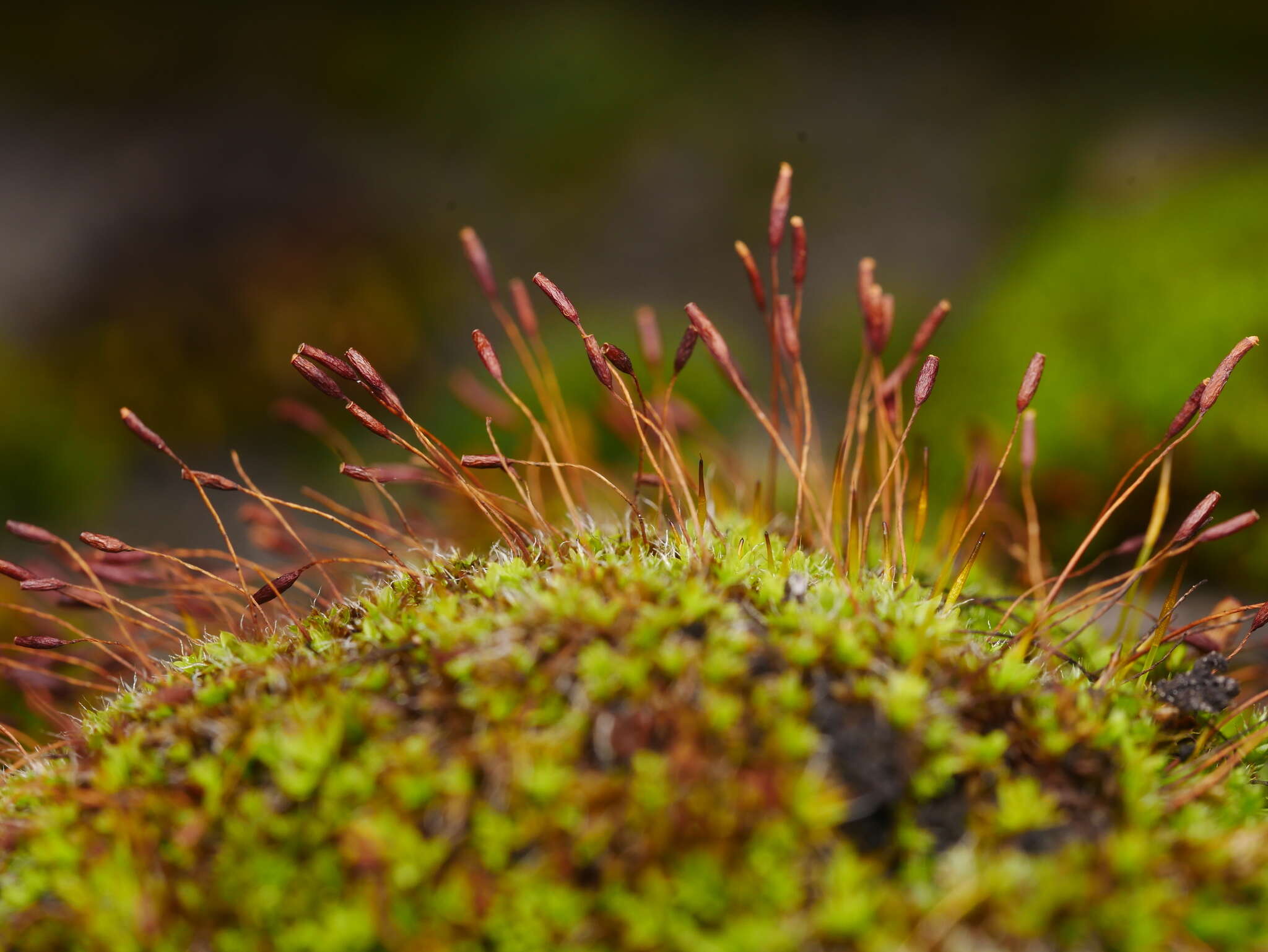 Image of tortula moss