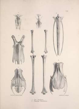 Image of Chlamydotis Lesson & R 1839