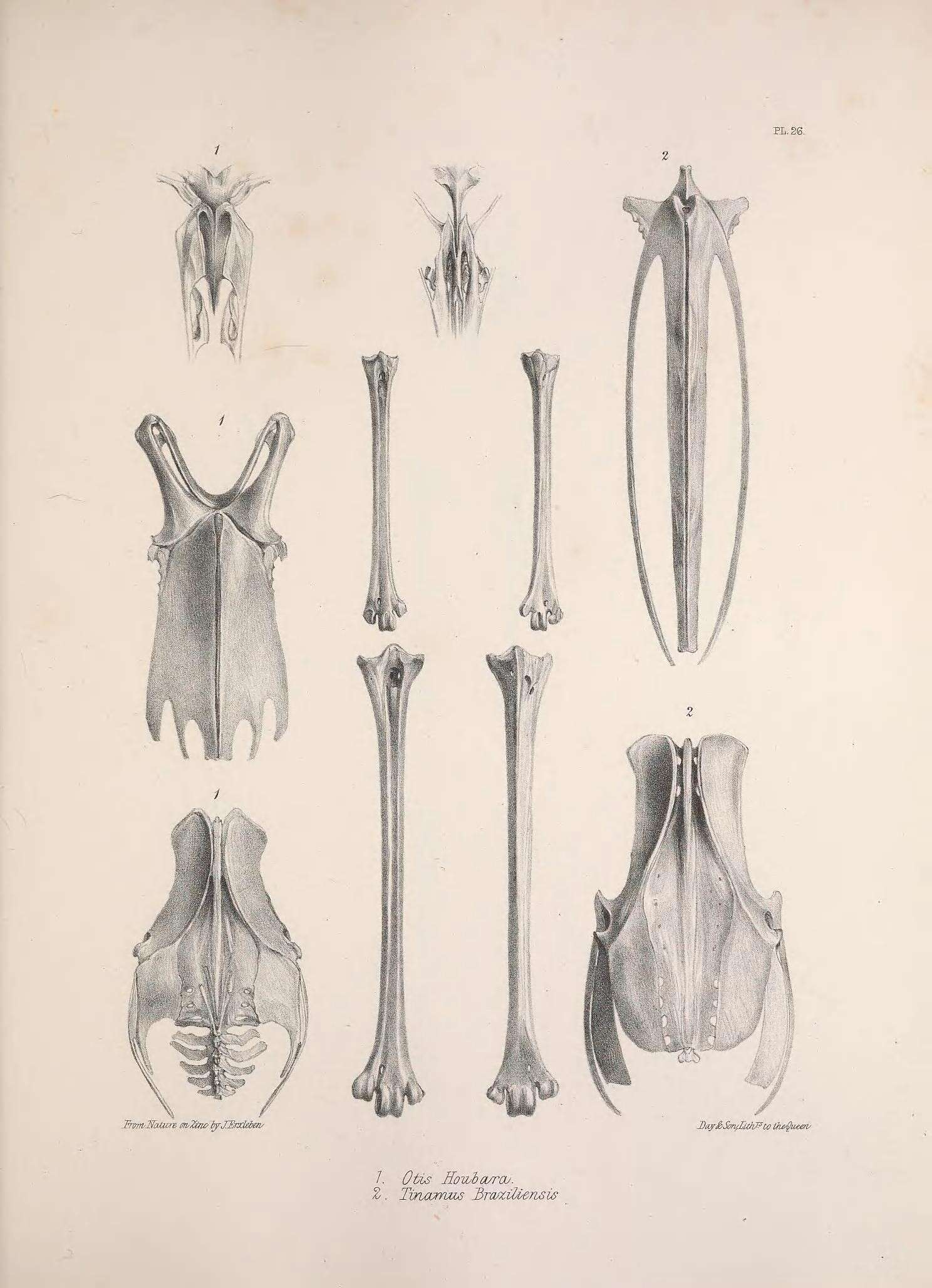 Image of Chlamydotis Lesson & R 1839