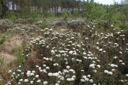 Imagem de Rhododendron tomentosum (Stokes) Harmaja