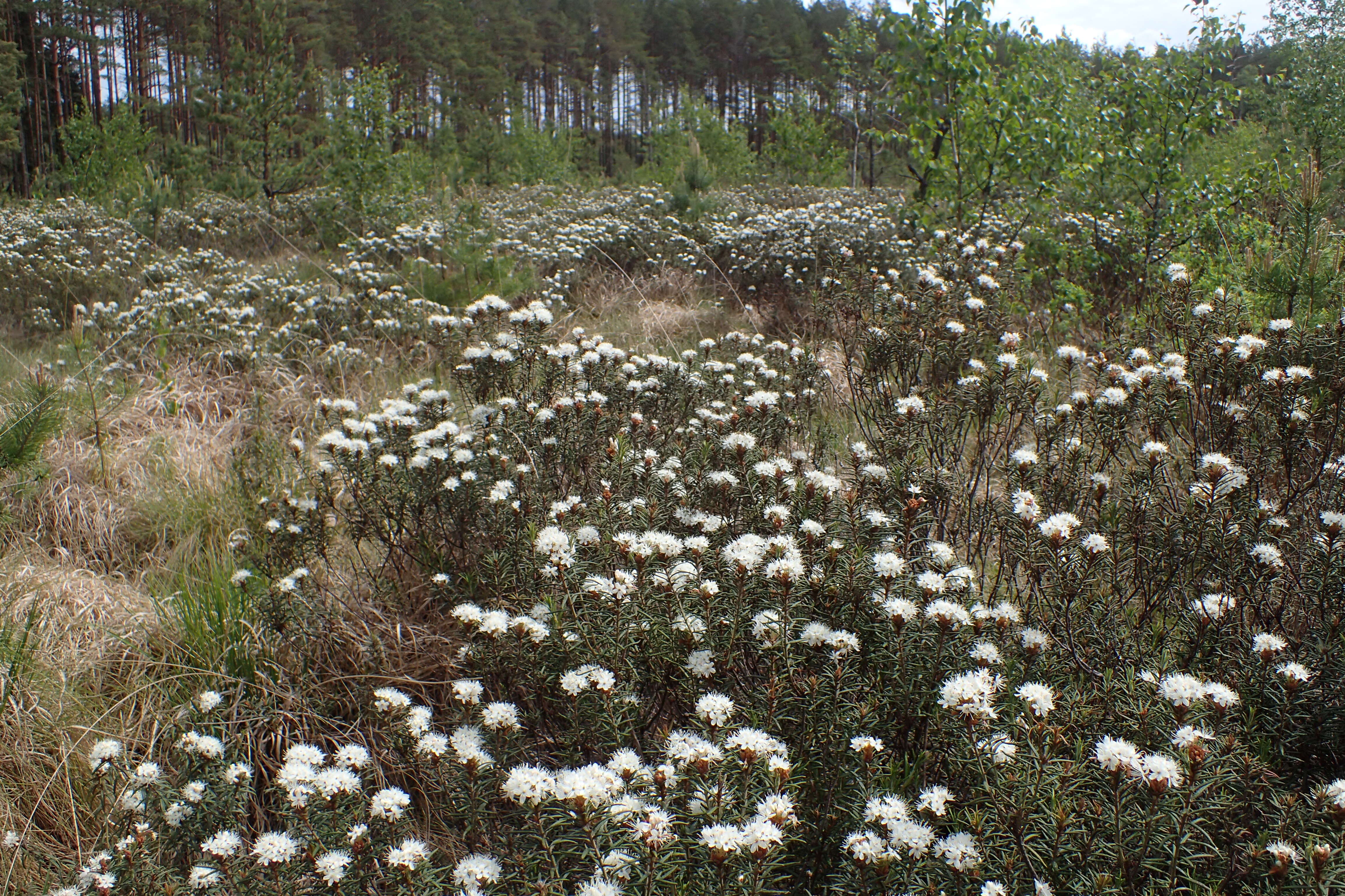 Imagem de Rhododendron tomentosum (Stokes) Harmaja