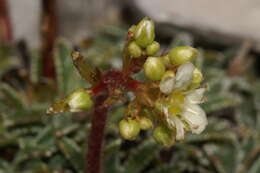 Image of Encrusted Saxifrage