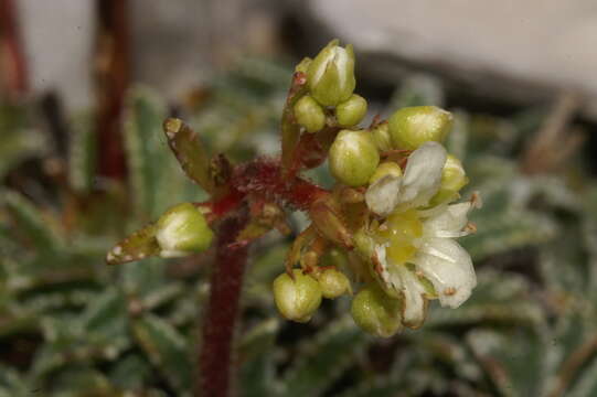 Image of Saxifraga crustata Vest