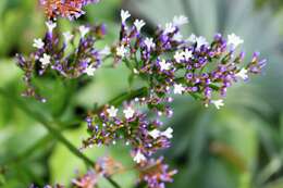 Image of Mediterranean sea lavender