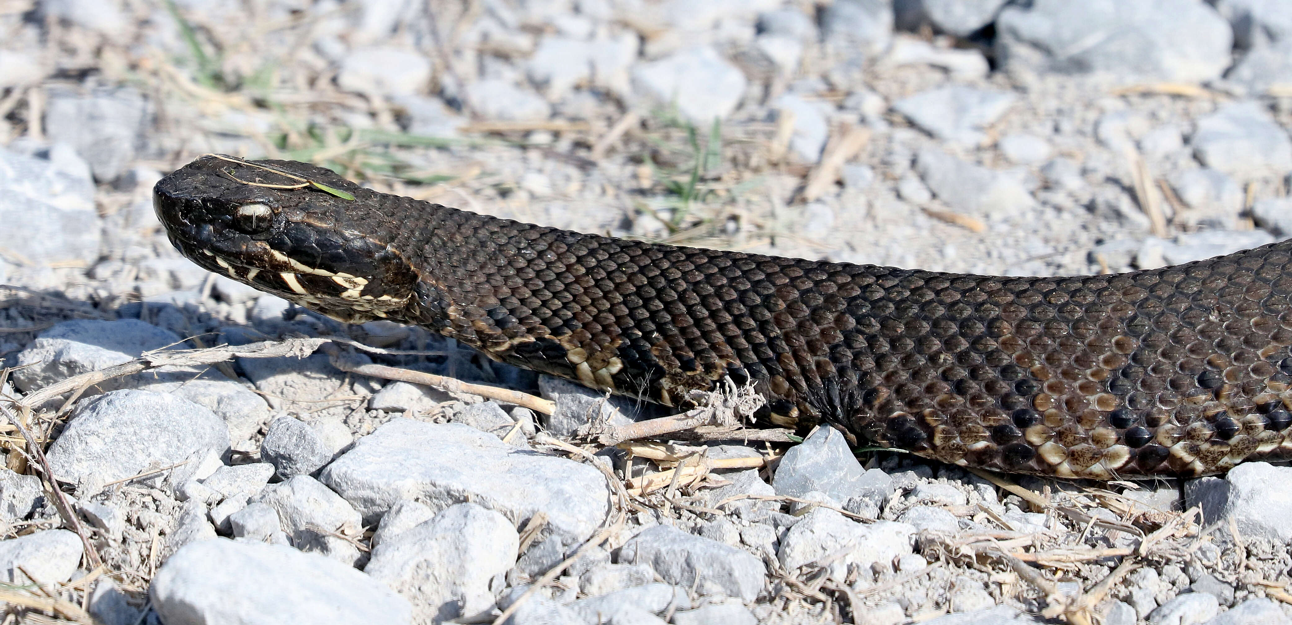 Image of Cottonmouth