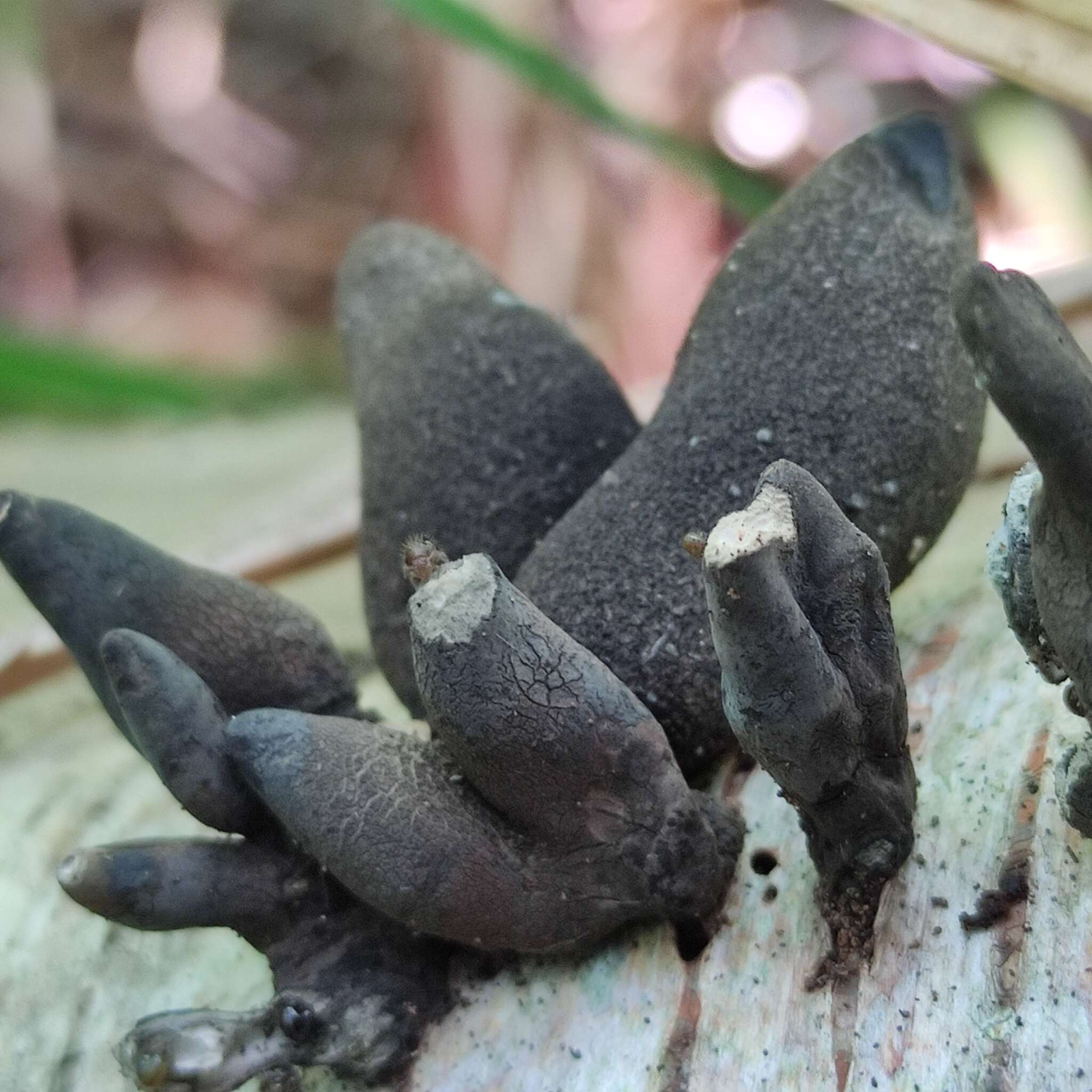 Imagem de Xylaria polymorpha (Pers.) Grev. 1824