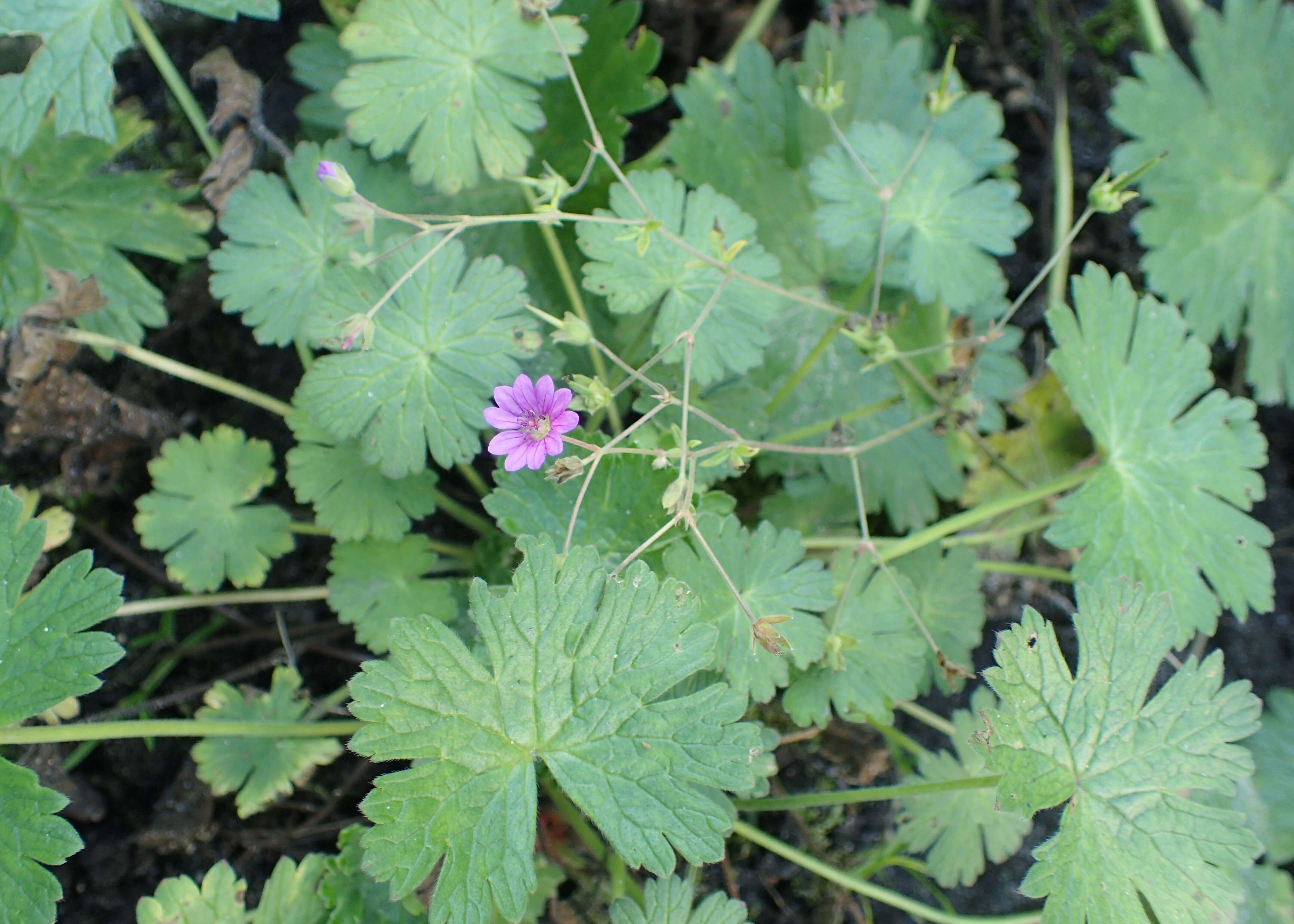 Image of hedgerow geranium