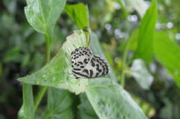 Image of Common Pierrot