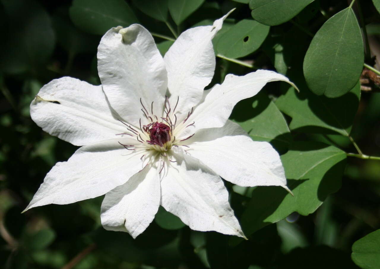 Image of Clematis