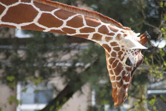 Plancia ëd Giraffa camelopardalis (Linnaeus 1758)