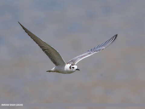 Image of Whiskered Tern