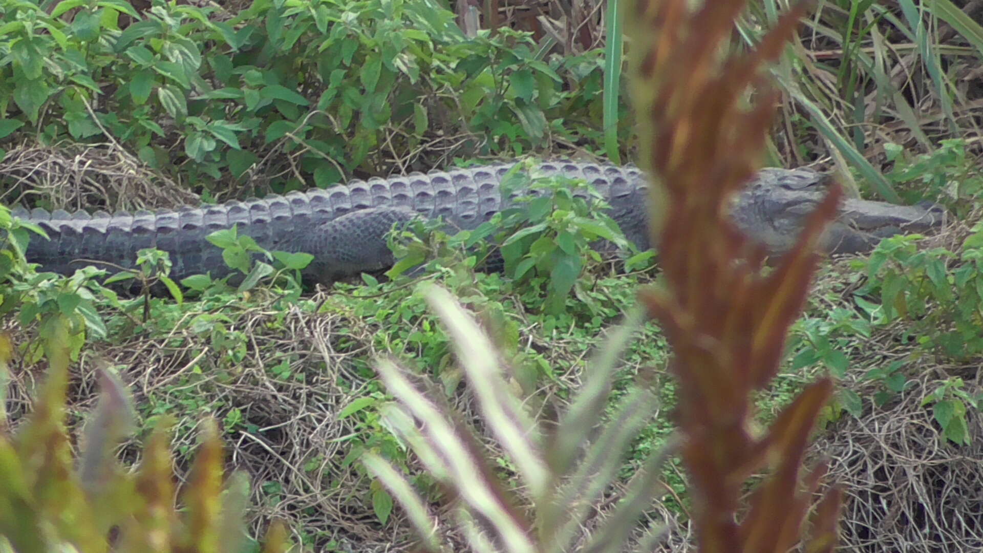 Image of alligators