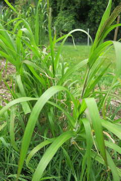 Imagem de Panicum capillare L.