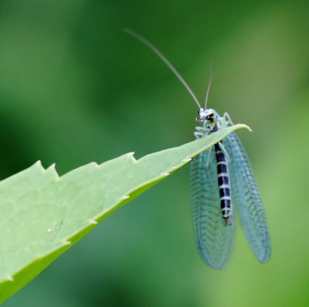 Image of Green lacewing