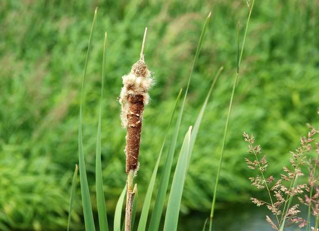 Image of broadleaf cattail