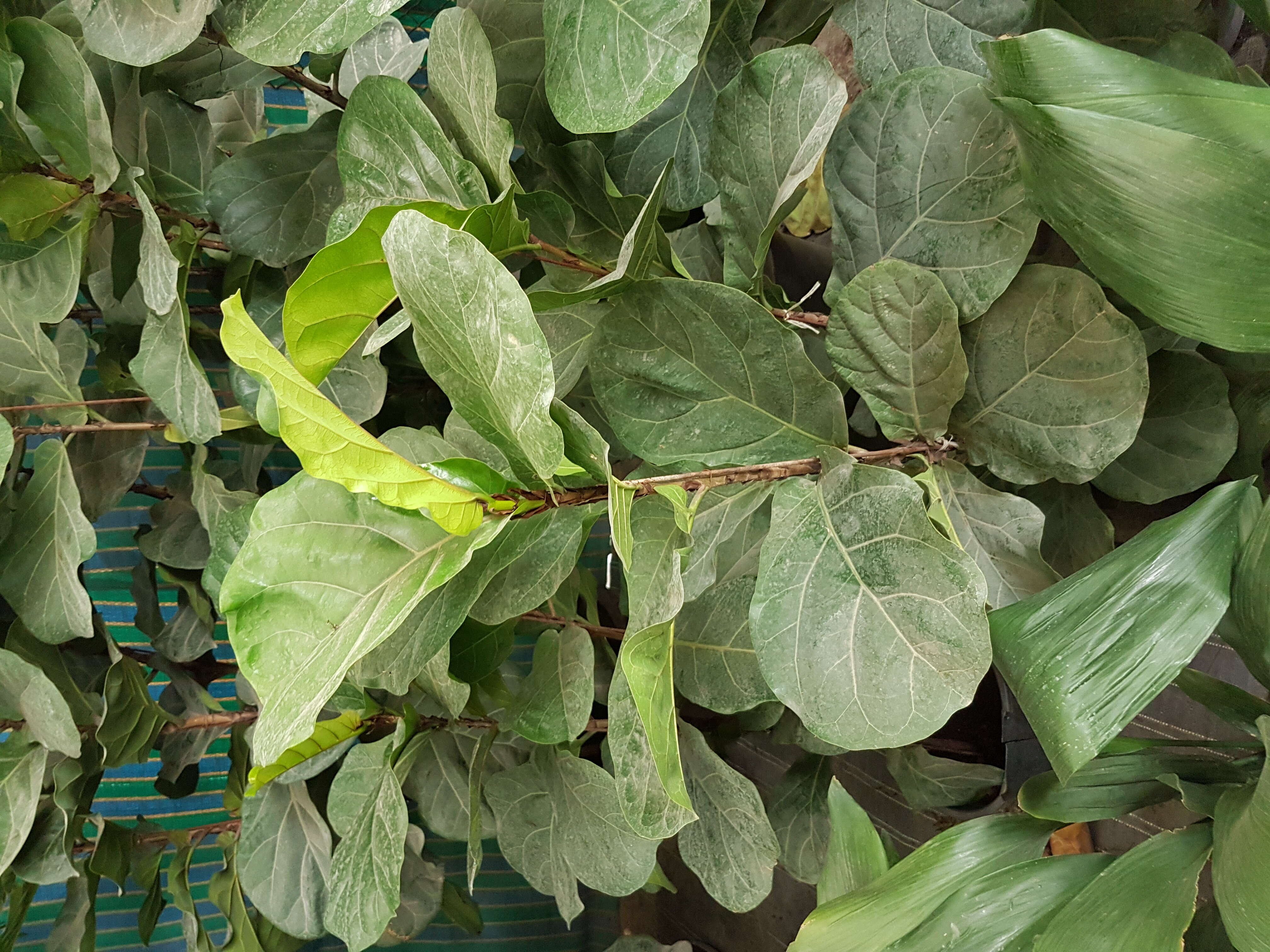 Image of fiddle-leaf fig