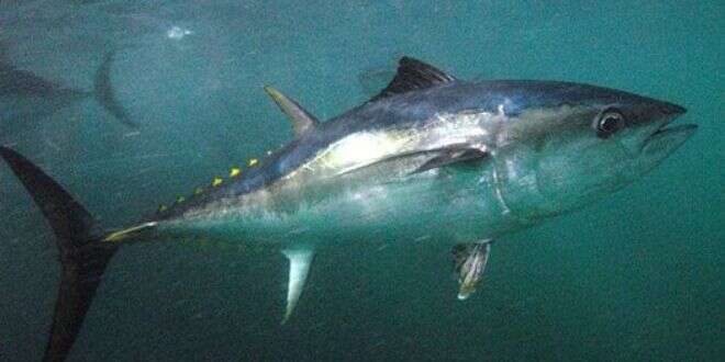 Image of Southern Bluefin Tuna