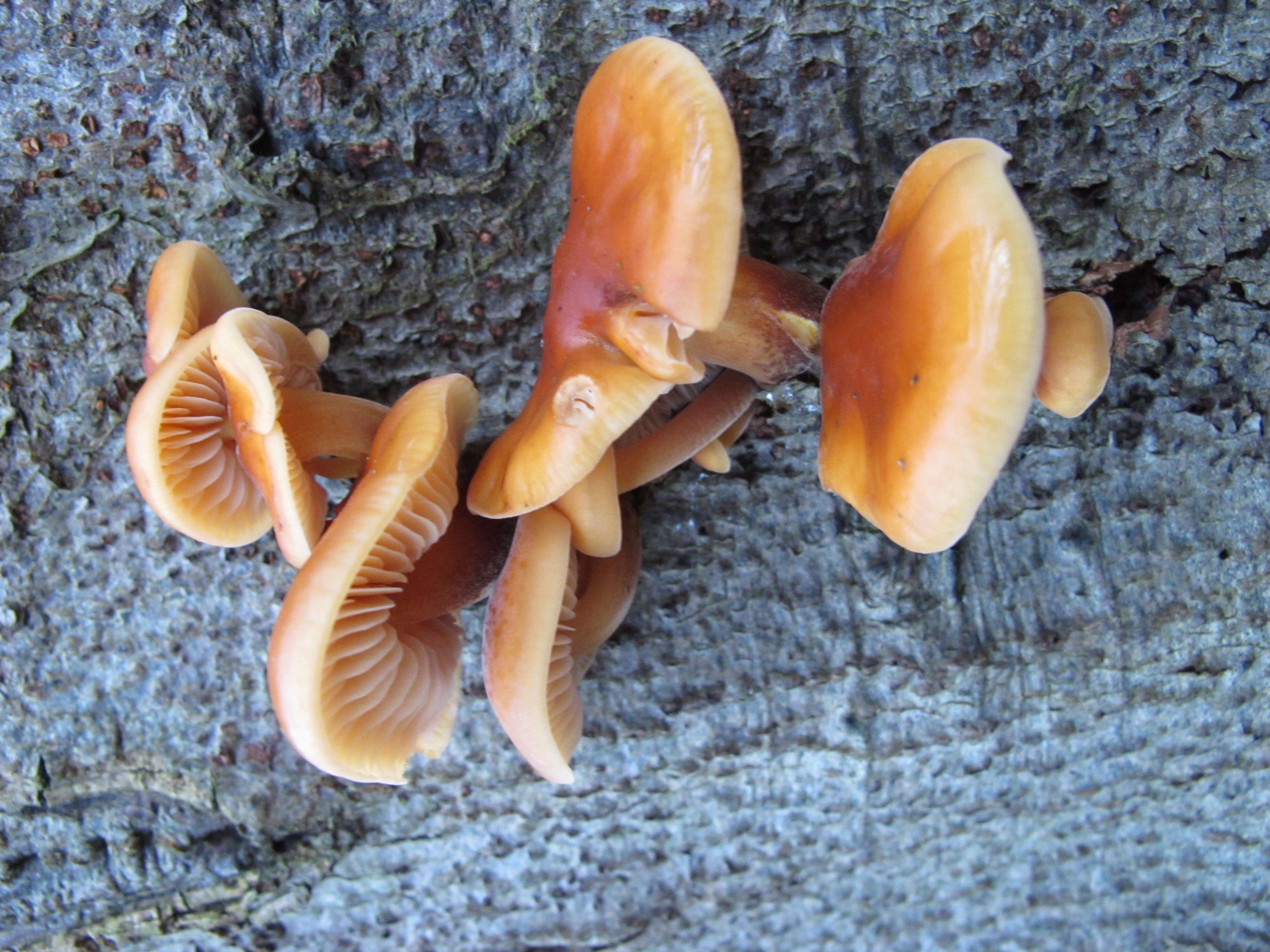 Plancia ëd Flammulina velutipes (Curtis) Singer 1951