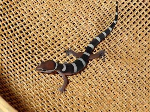 Image of Black Banded Gecko