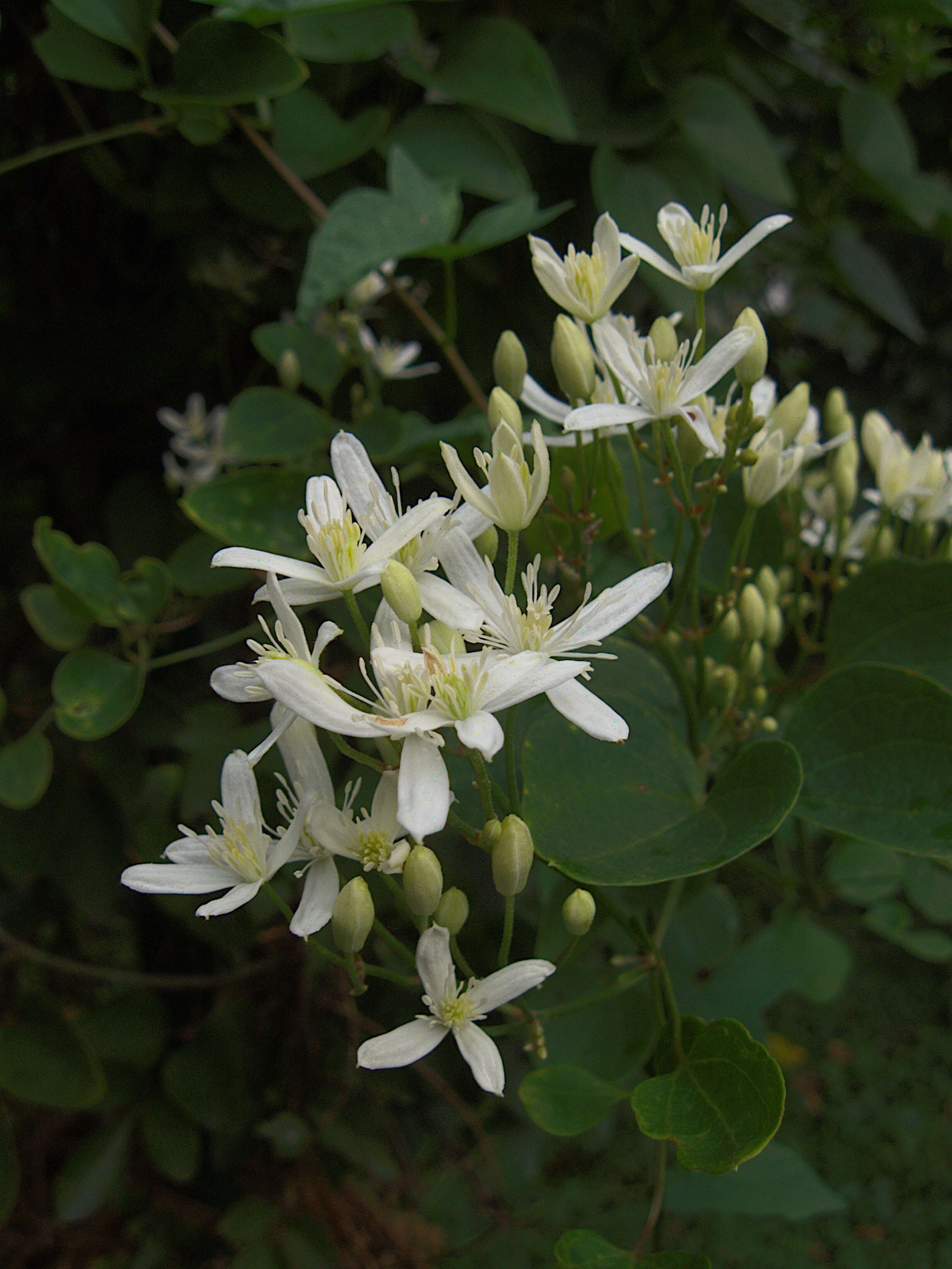 Imagem de Clematis terniflora DC.