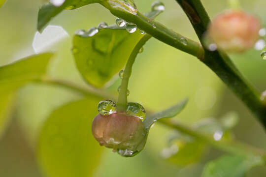 صورة Vaccinium parvifolium Sm.