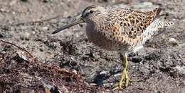 Image of Short-billed Dowitcher