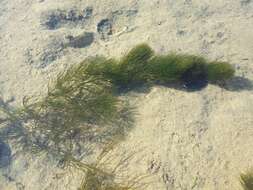 Image of Soft Hornwort