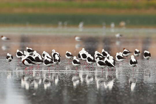 Image of Australian Red-necked Avocet