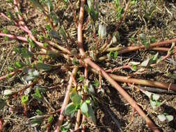 Image of common purslane