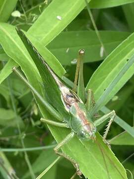 Image of Great green bushcricket