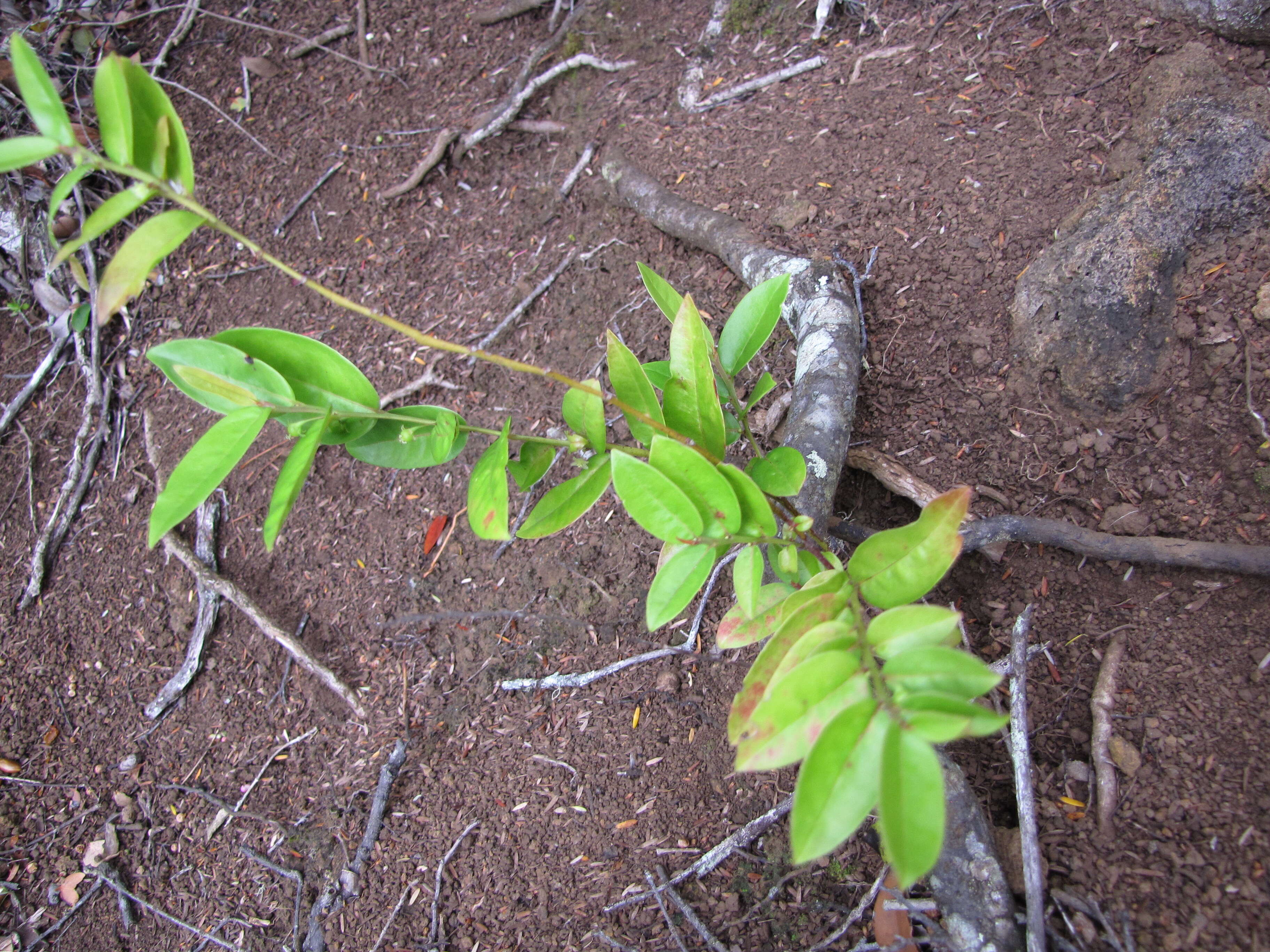 Image de Phyllanthus distichus Hook. & Arn.
