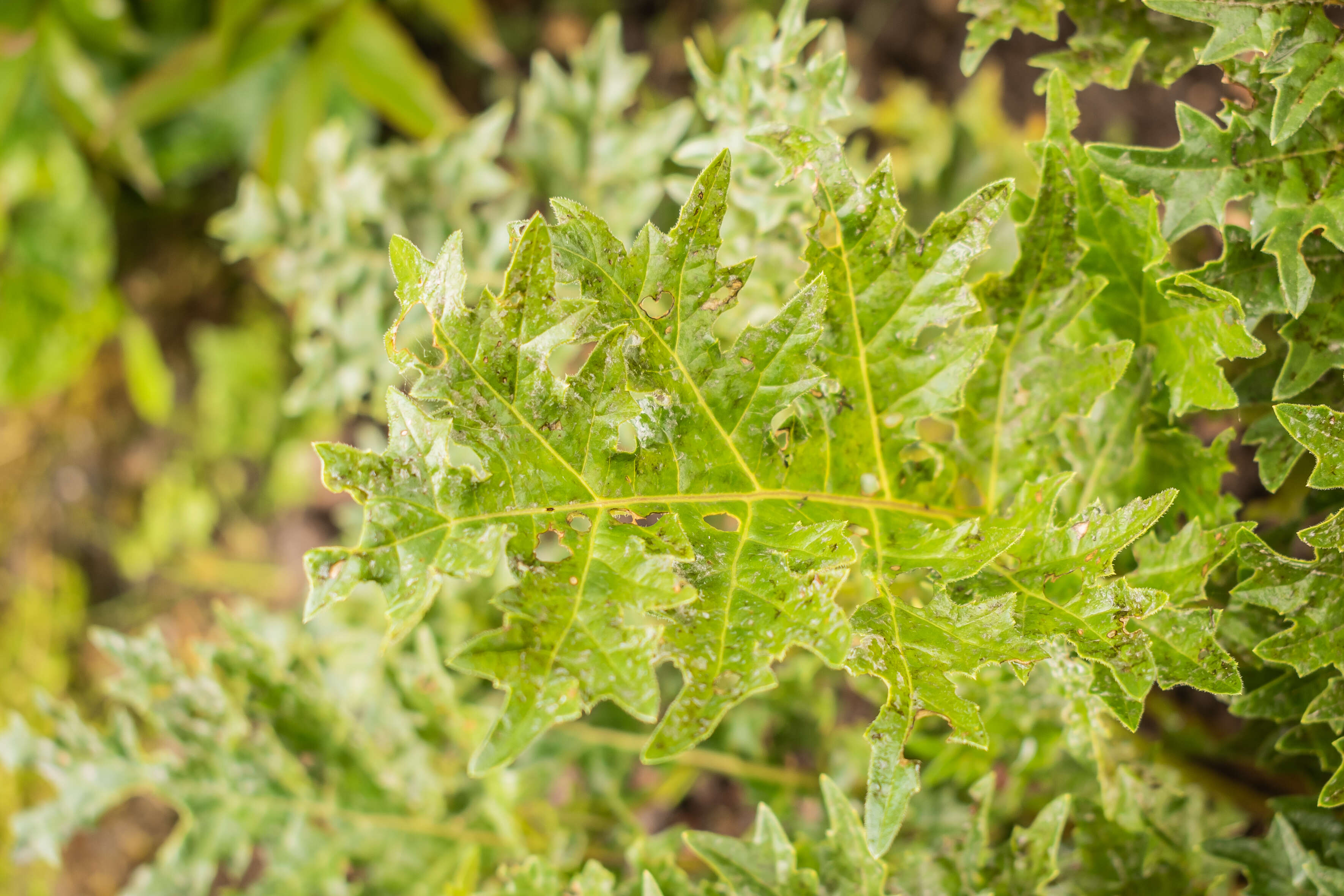 Imagem de Acanthus mollis L.