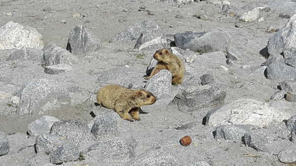 Image of Himalayan Marmot