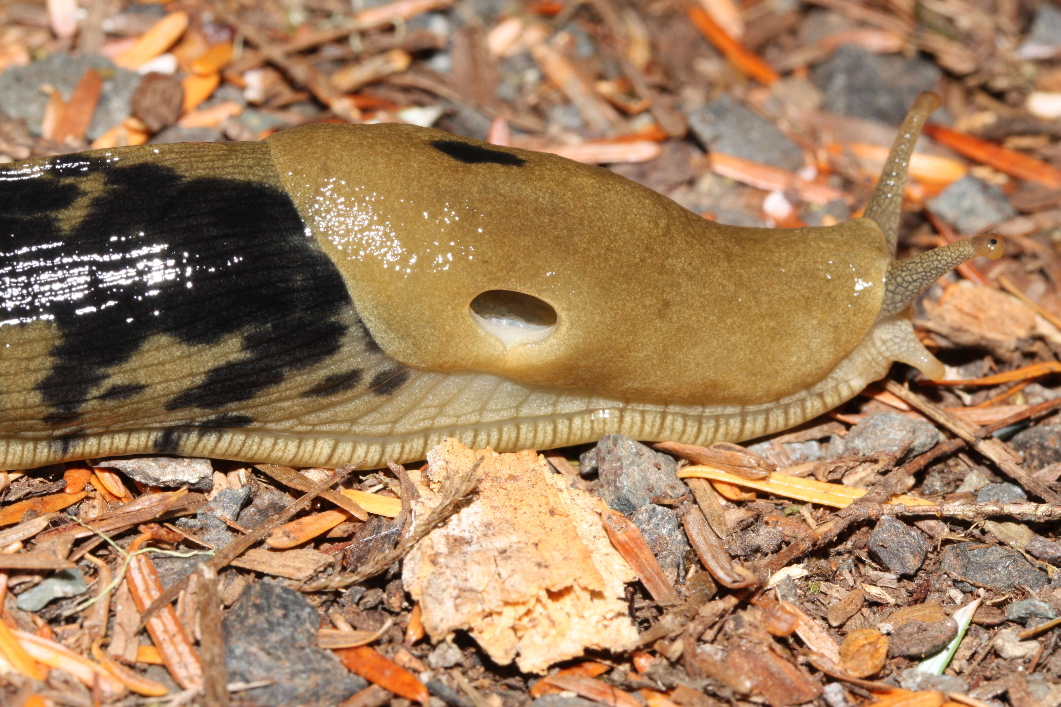 Imagem de Ariolimacidae Pilsbry & Vanatta 1898