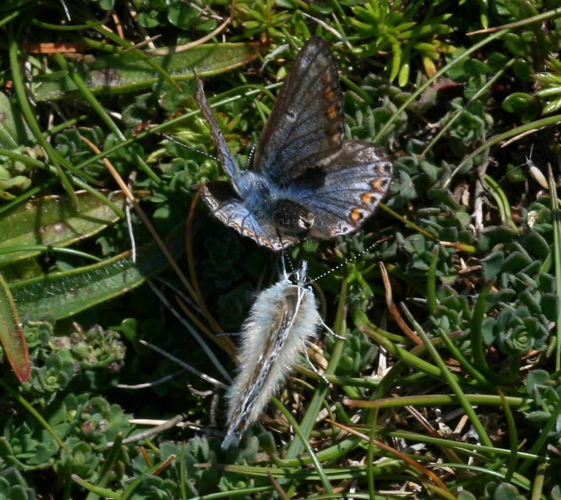 Image of common blue