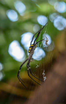 Image of Argiope pulchella Thorell 1881