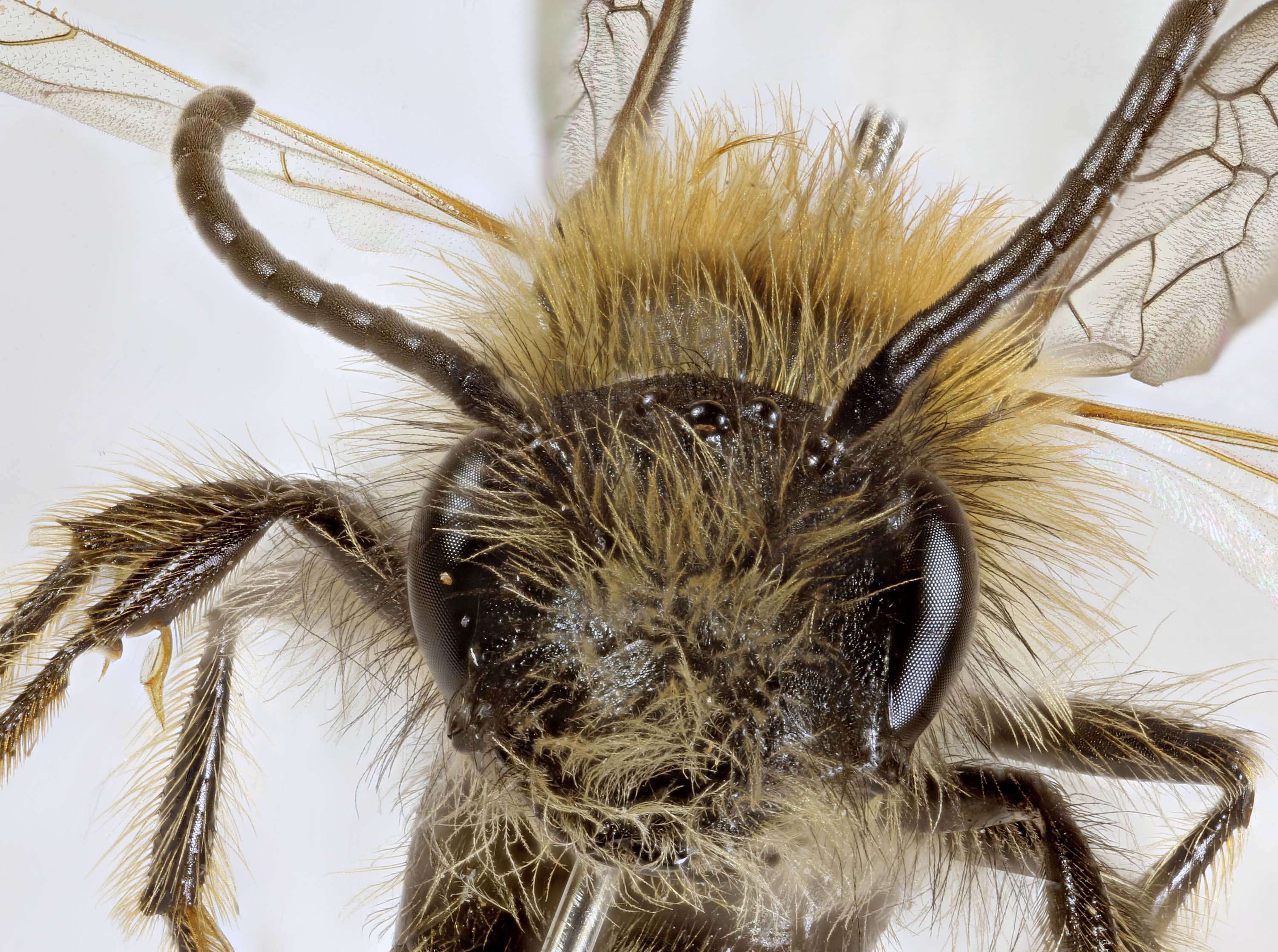 Image of Andrena lapponica Zetterstedt 1838