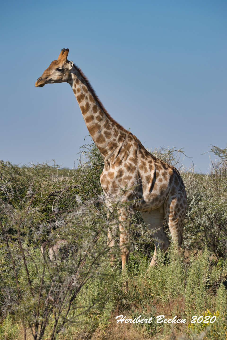 Image of Giraffes