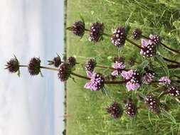 Image de Phlomoides tuberosa (L.) Moench