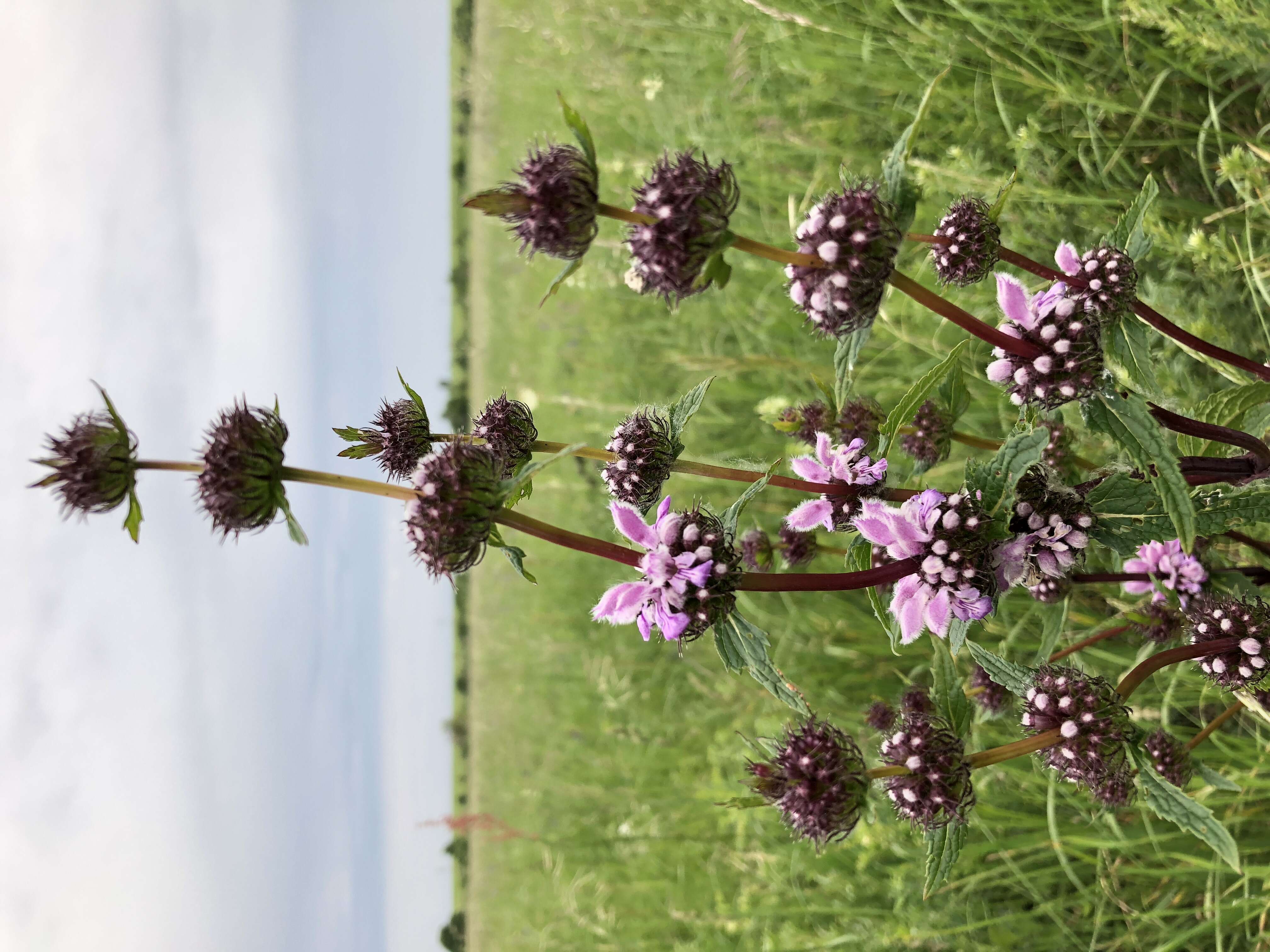 Image de Phlomoides tuberosa (L.) Moench