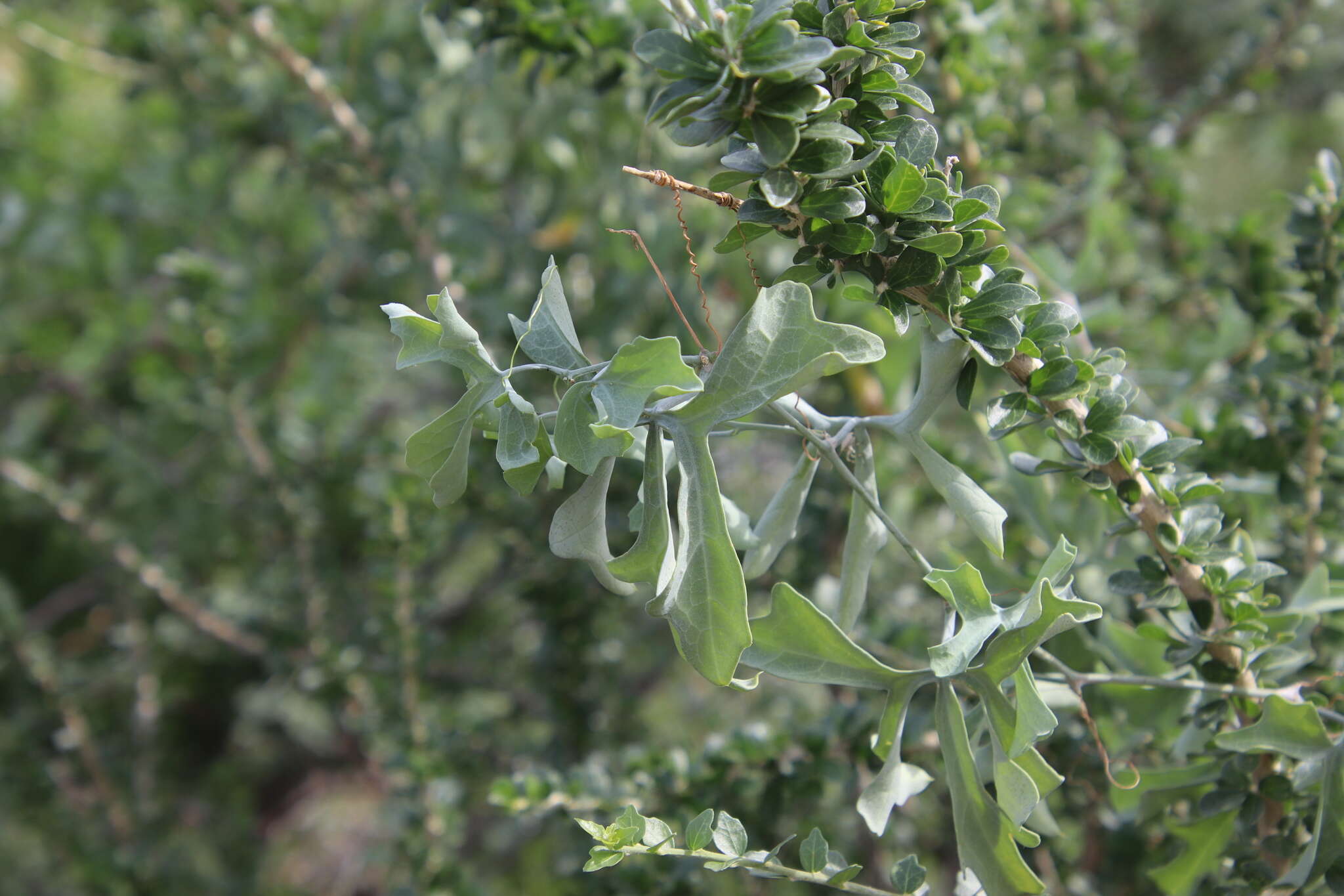 Image of Ibervillea sonorae (S. Wats.) Greene