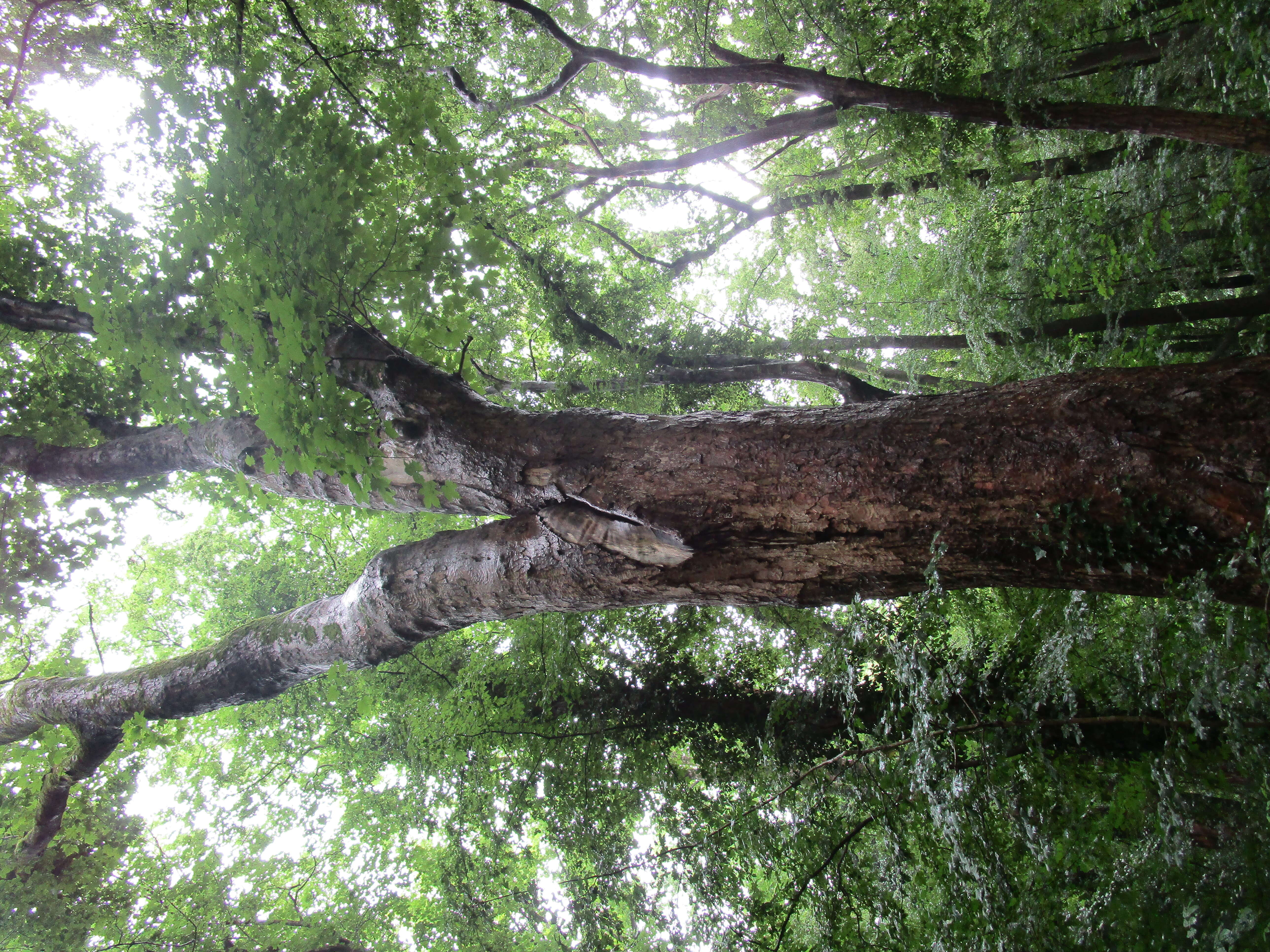 Imagem de Acer pseudoplatanus L.