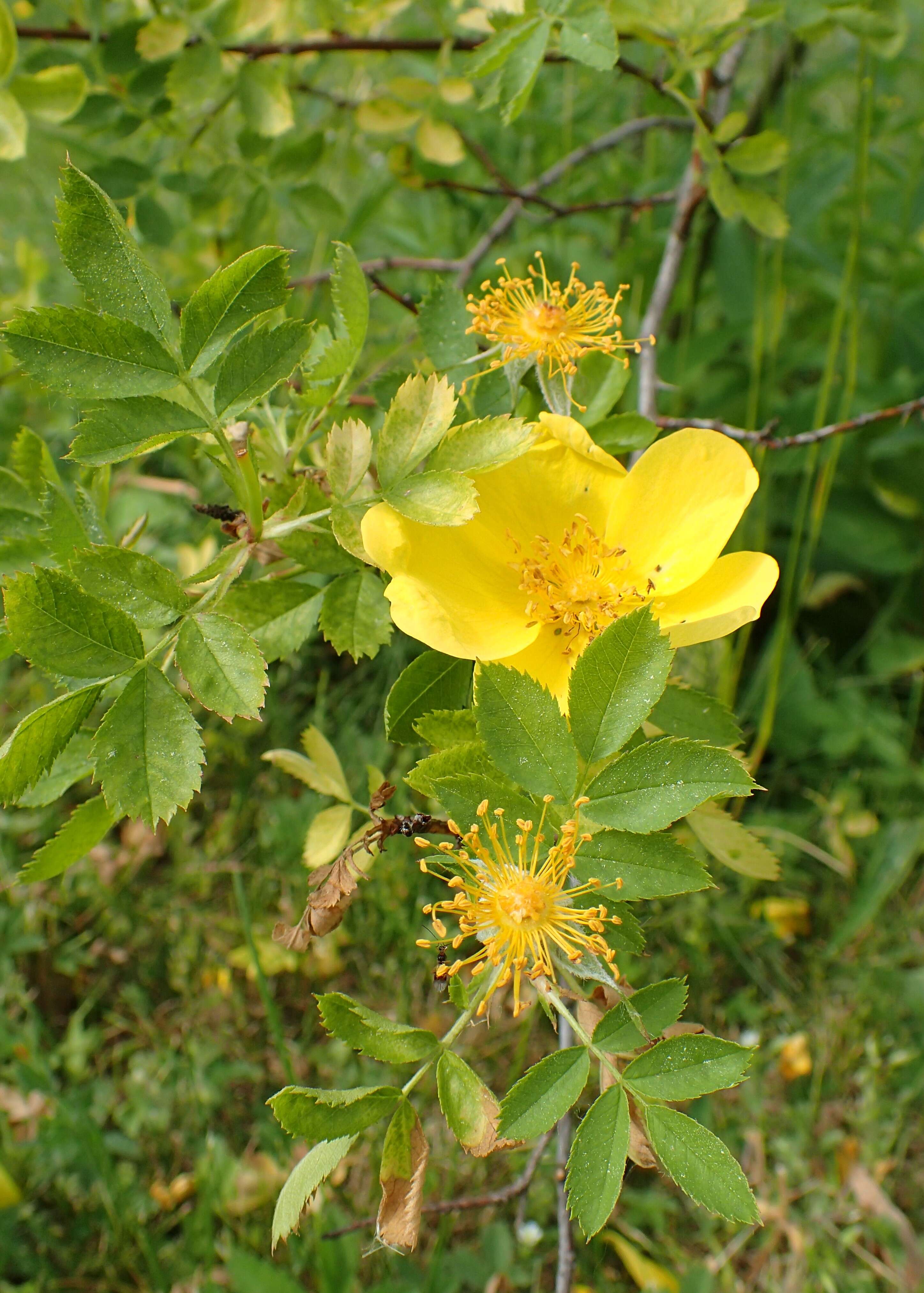 Imagem de Rosa foetida J. Herrm.