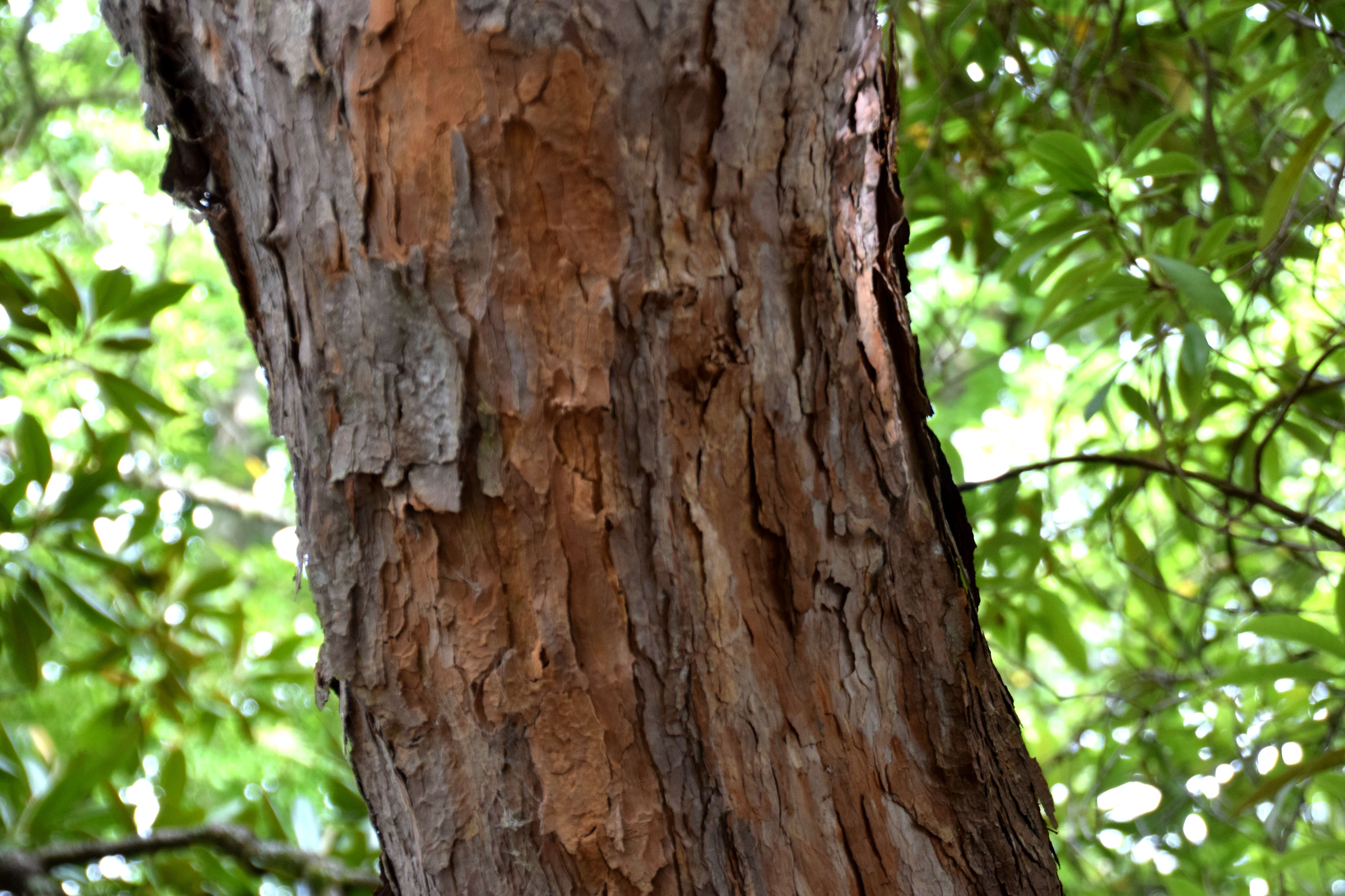 Image of Tree Rhododendron