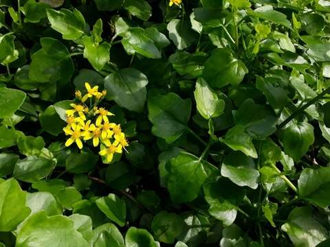 Image of creeping groundsel