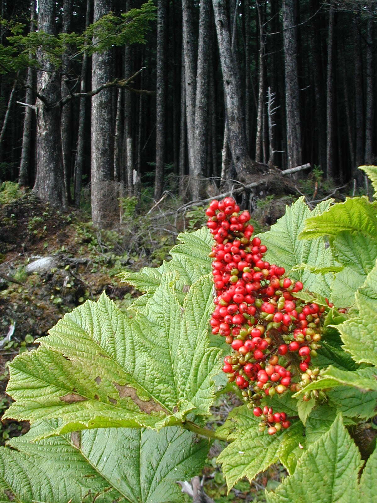 Image de bois piquant