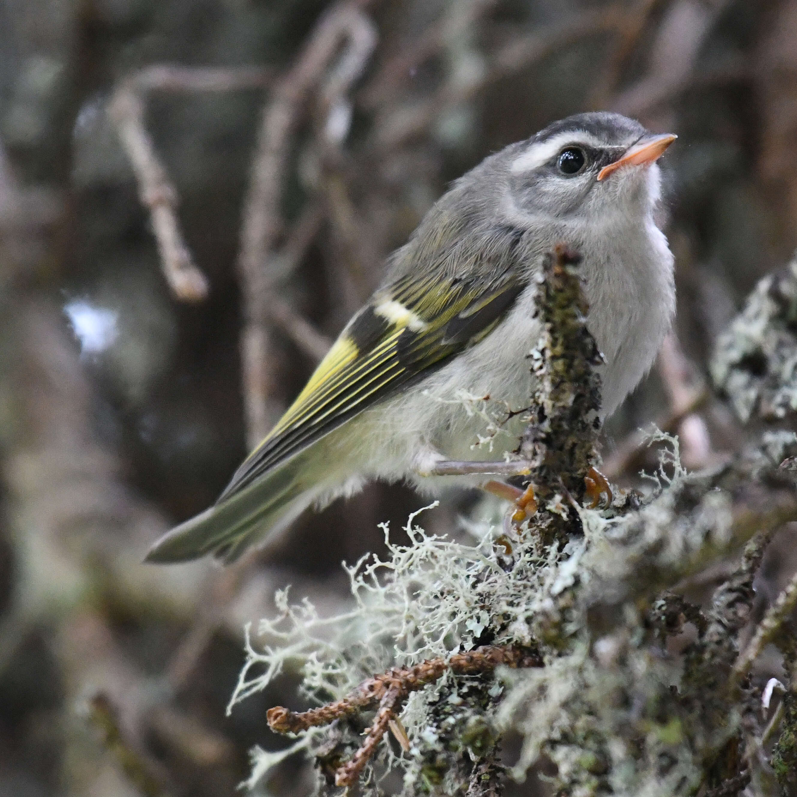 Image of Golden-crowned Kinglet