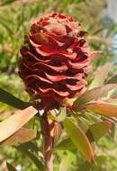 Imagem de Leucadendron conicum (Lam.) I. Williams