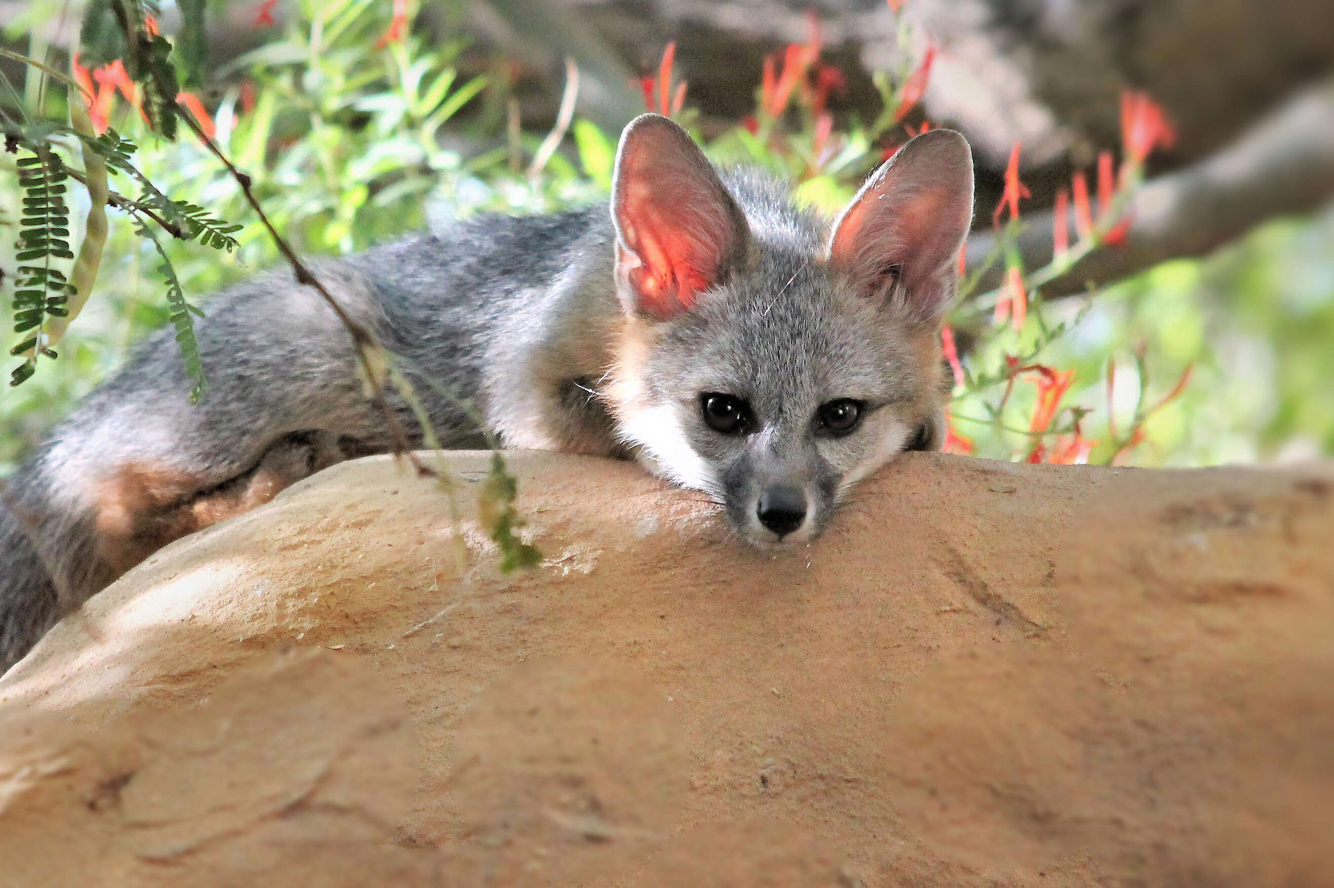 Image of Grey Foxes