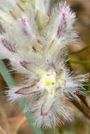 Image of Ptilotus pyramidatus (Moq.) F. Müll.